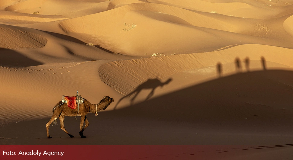 sahara pustinja pijesak kamila (7).webp